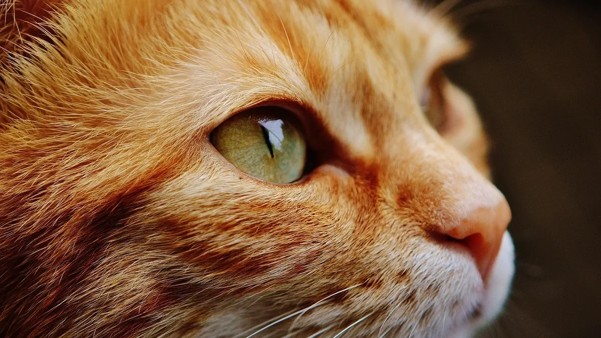 A recent episode of the Catster podcast Chatty Cattys explores the realities of traveling with cats, highlighting the...