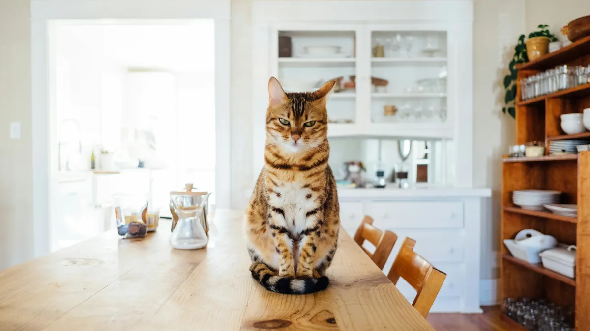 News: Understanding feline emotional expression can help cat owners identify when their pets are happy and content