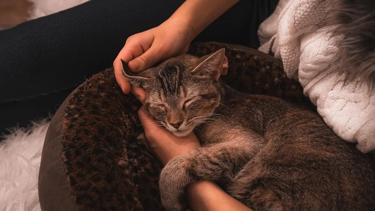 Breeds: A viral video shows a senior rescue cat named Martin being lovingly carried to bed by his owner