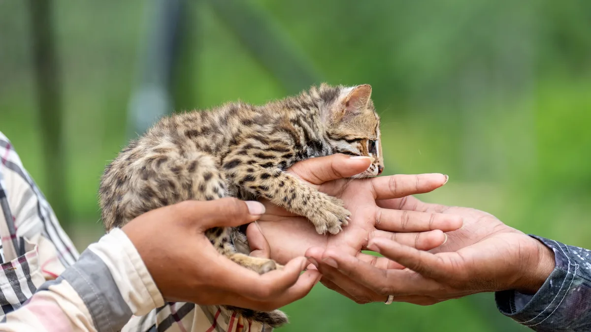 A rescue kitten and a little girl in Nashville have made everyday scenes look special in a home montage shared on Instagram