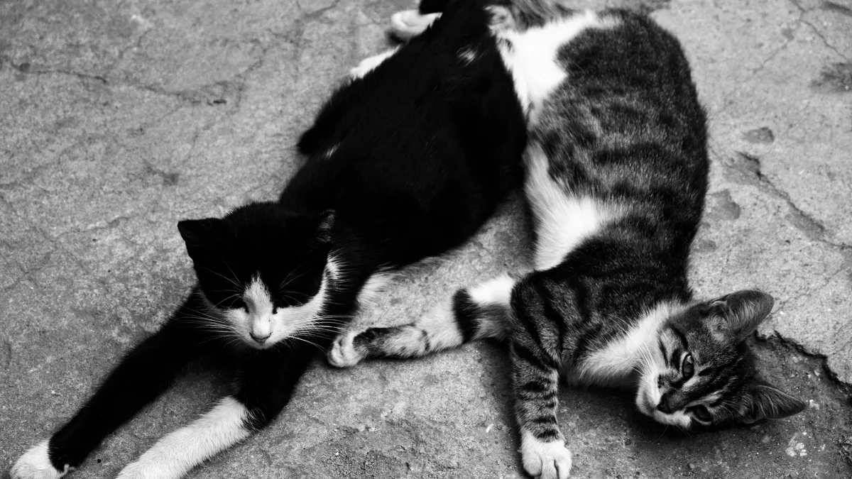 A cat named Greta, who lost her beloved canine companion, finds unexpected friendship with a tiny rescue puppy named Pepper...