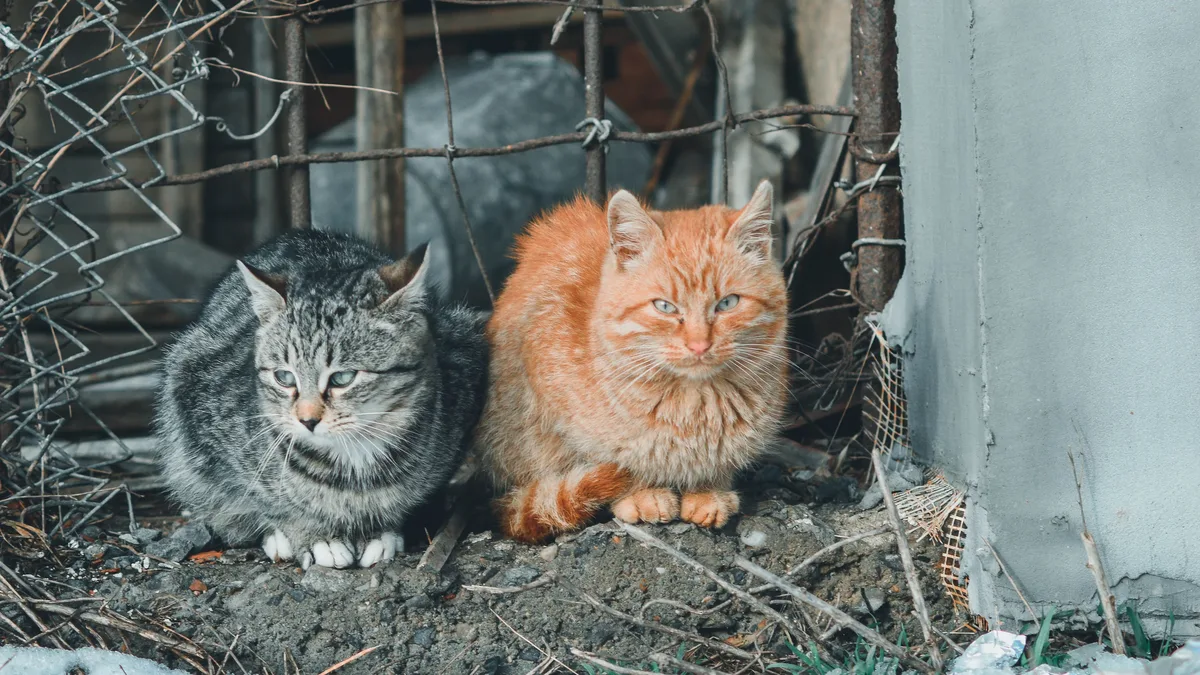 Nearly 59% of Russian households own a cat, the highest rate globally, yet the country faces a severe stray cat crisis...