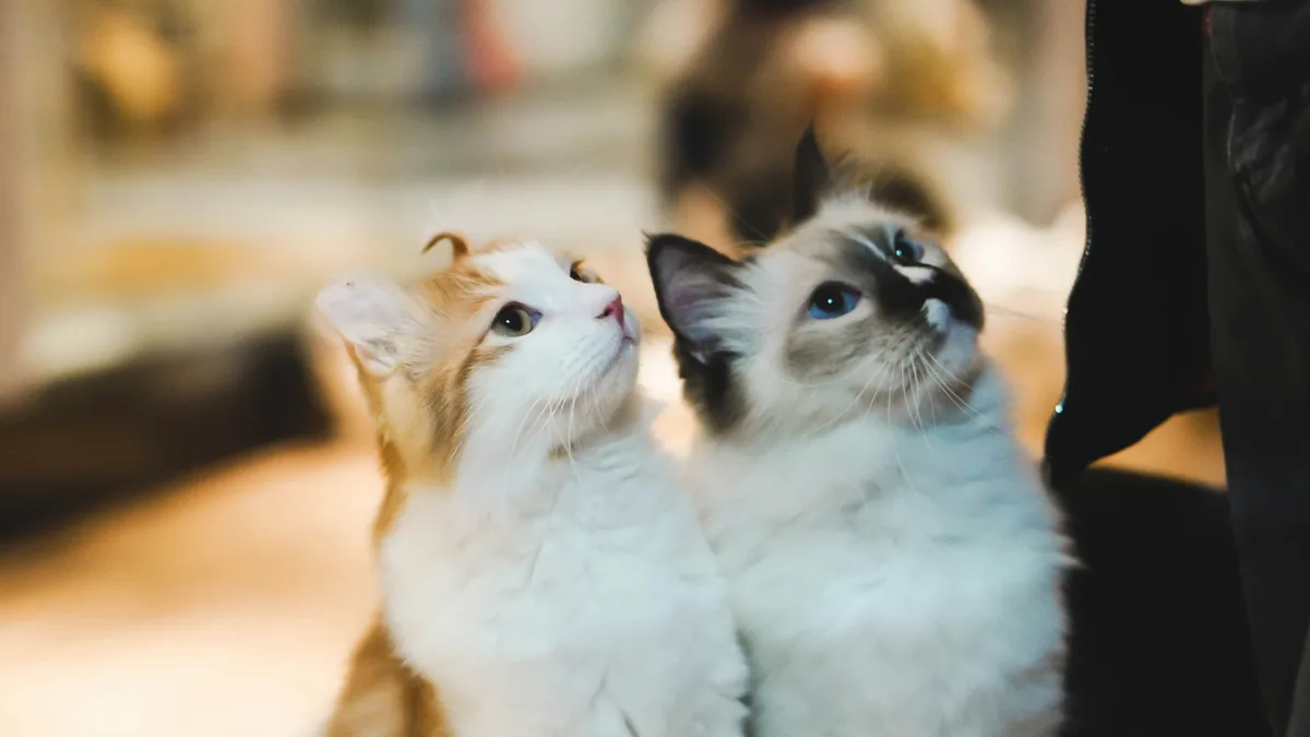 Orphan Kitten Club is changing the world for rescue kittens by providing grants, resources, and expertise to shelters and...