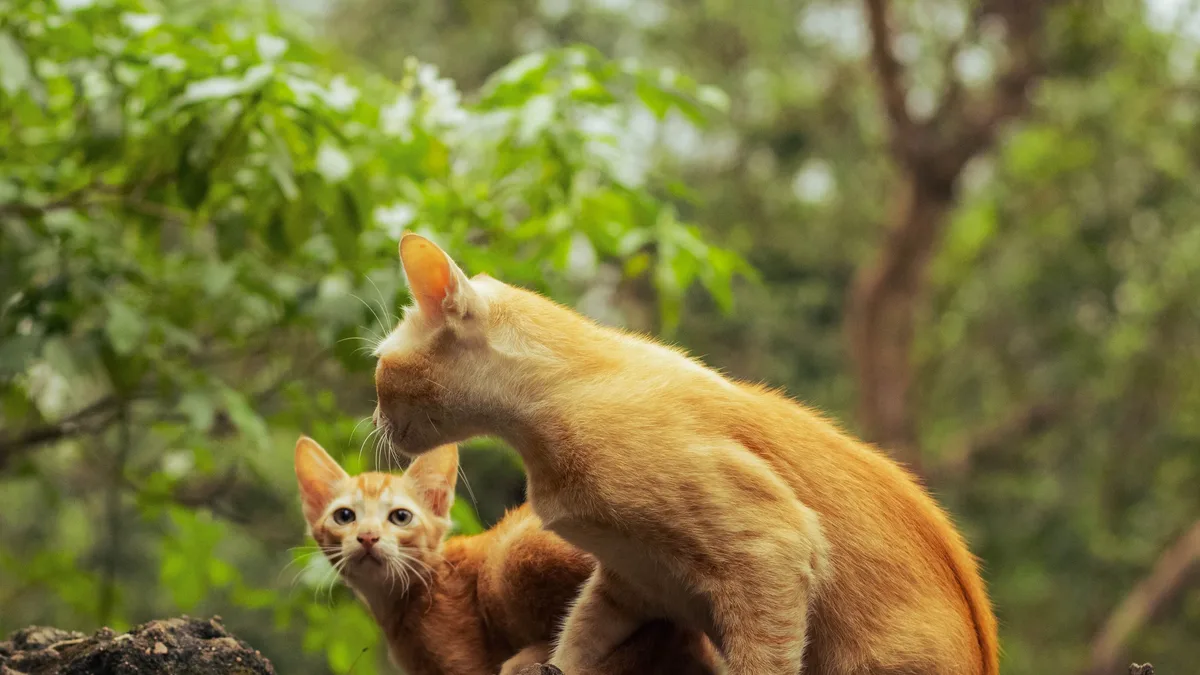 A heartwarming video on Instagram showcases a senior cat's loving relationship with a 2-year-old toddler boy, highlighting...