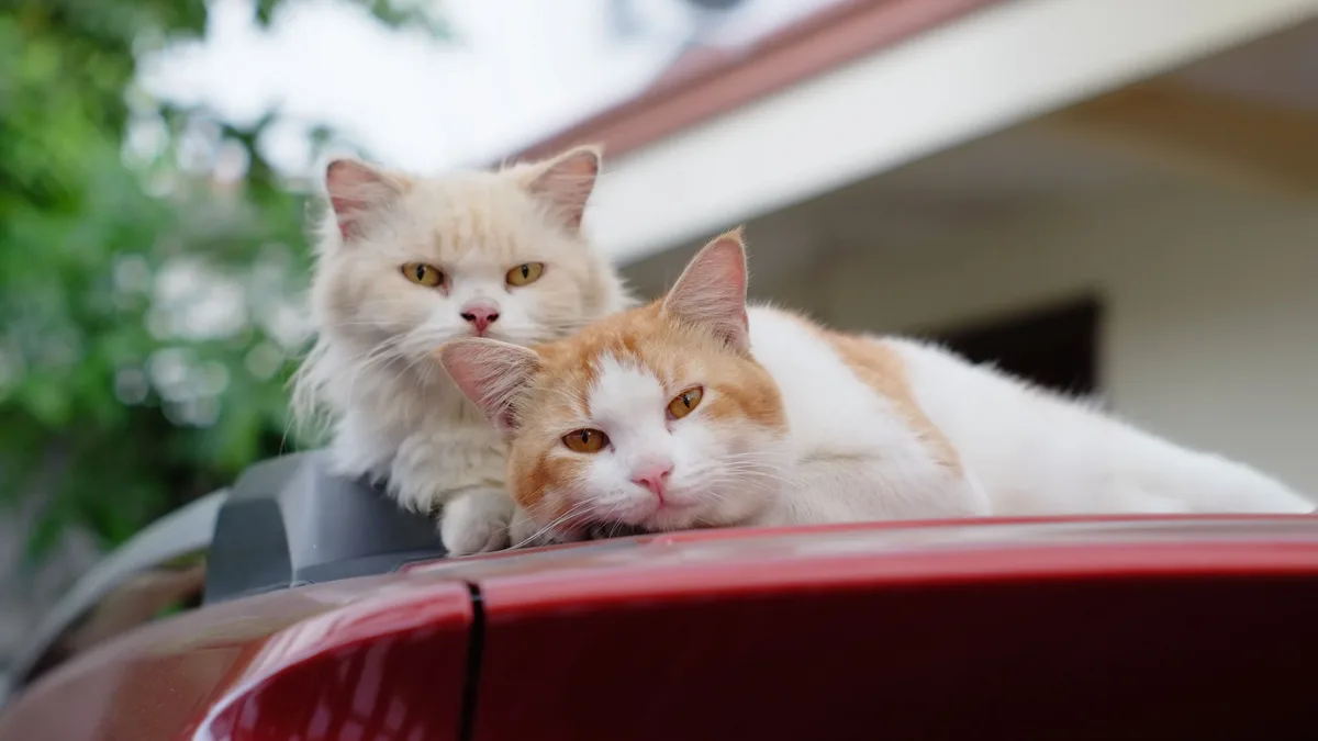 Two shelter cats, Patriot and Chance, have been waiting for months in a Florida shelter, hoping to find a forever home