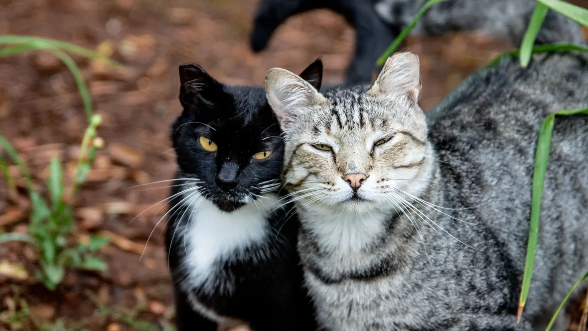 A heartwarming video on social media shows a human rescuing a stray cat suffering from asthma, marking a turning point in...
