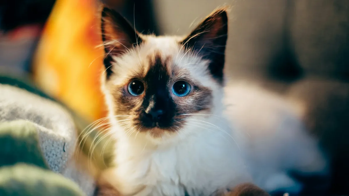 New research from the University of Adelaide challenges the notion that transitioning outdoor cats to indoor living is...