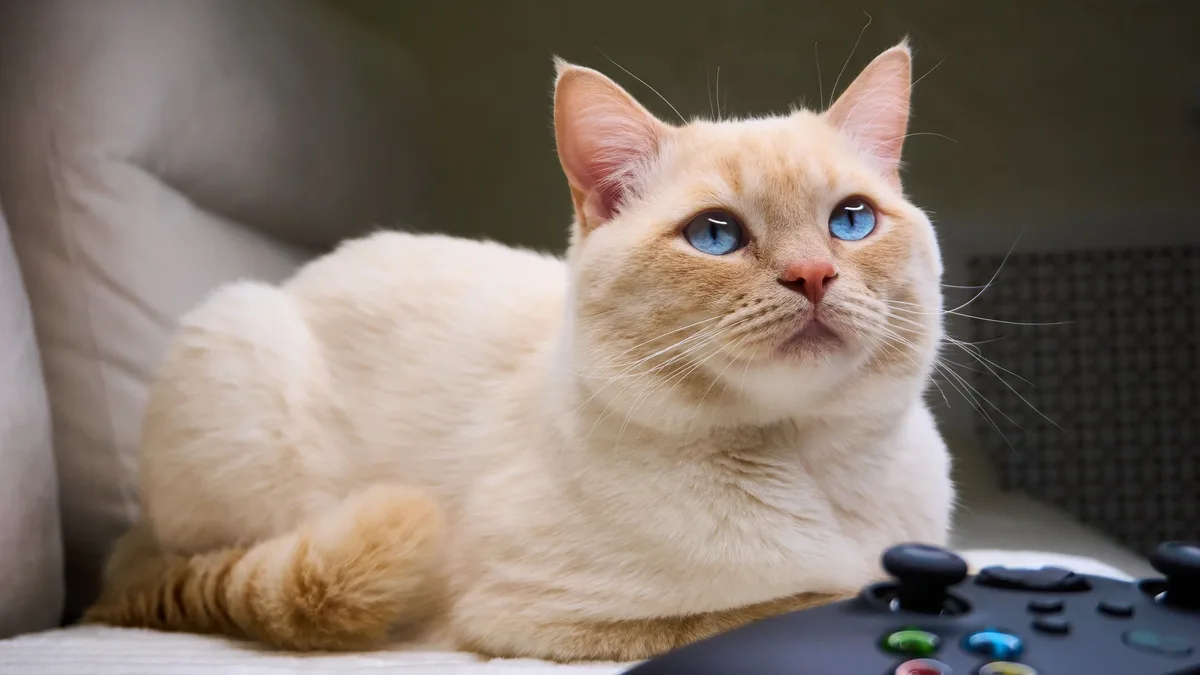 A cat's natural tuxedo markings were mistaken for a jacket in a viral Instagram video, where his owner tried to 'button'...
