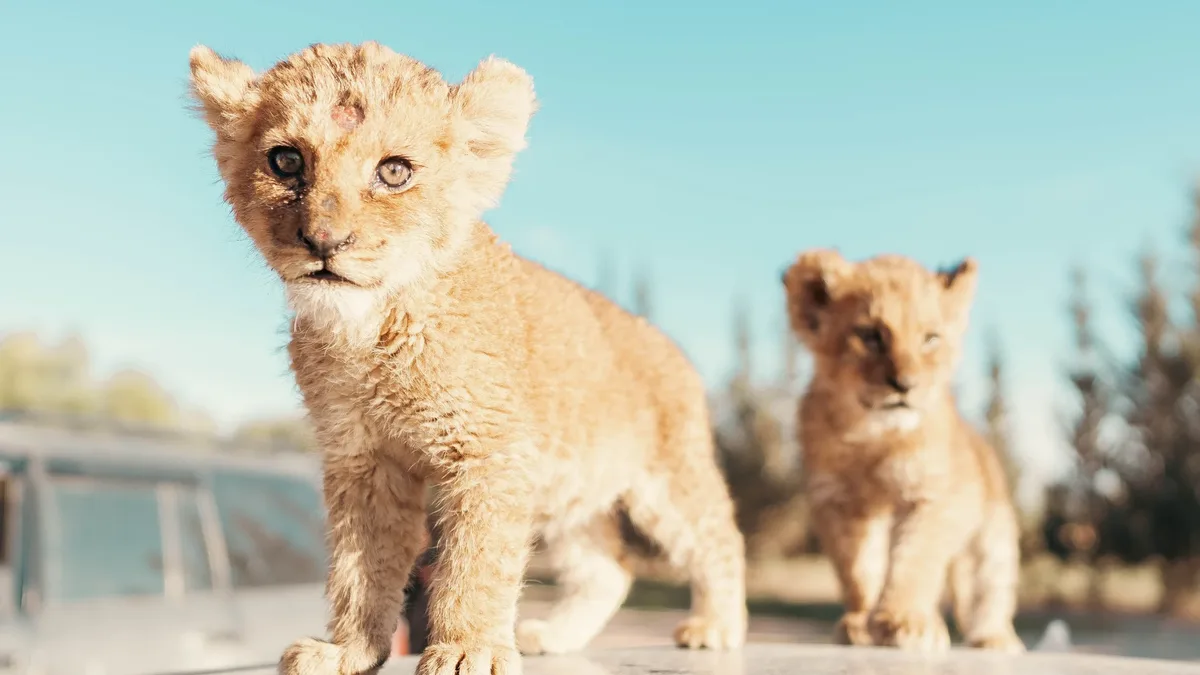 Two rescued lion cubs, Ori and BenTzur, were taken from their mothers as trophy pets and spent months in captivity before...