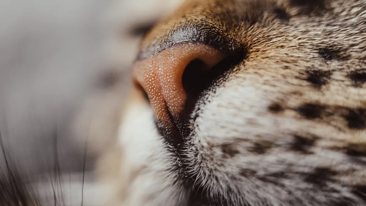 Behaviour: Fly biting in dogs is a behavior where a dog suddenly snaps at the air as if trying to catch imaginary flies
