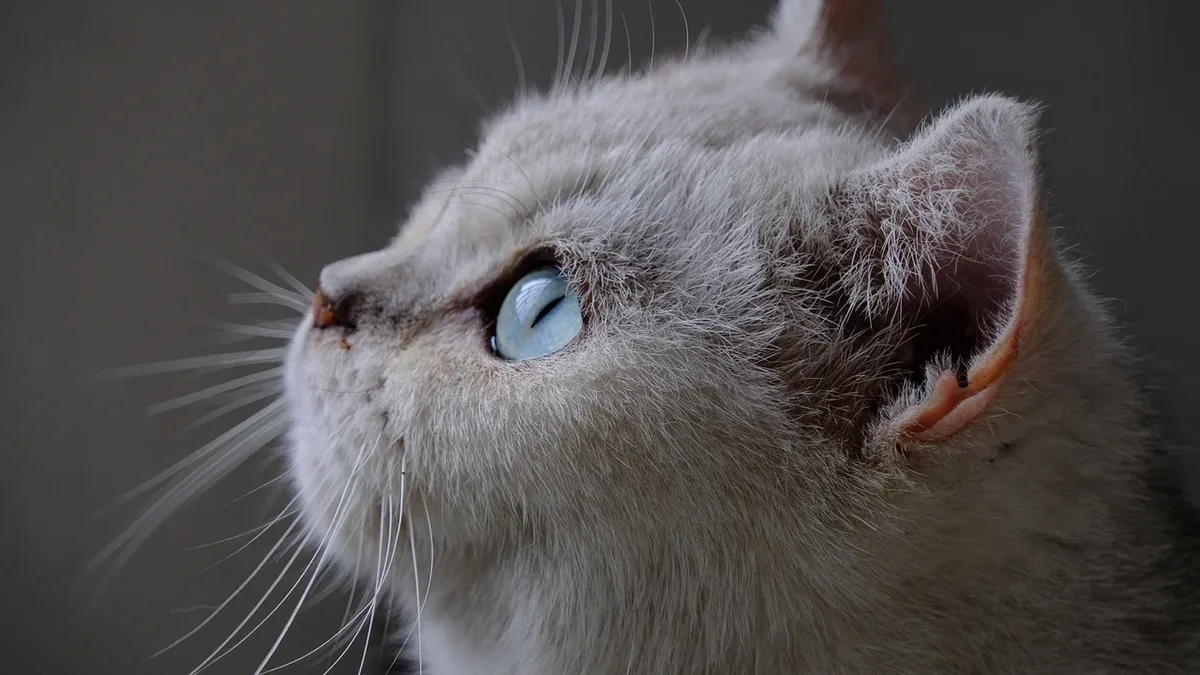 Triaditis in cats is a condition involving simultaneous inflammation of the pancreas, liver, and small intestine