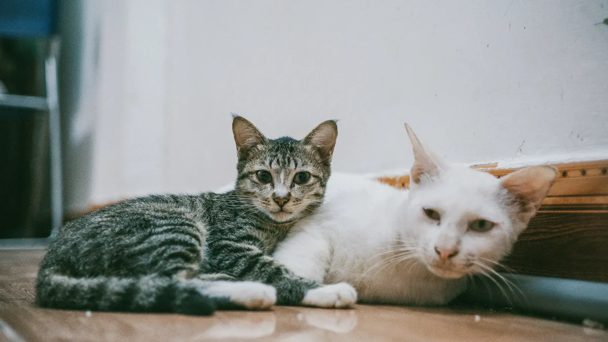 A conversation with Dr. Matt McGlasson highlights the importance of respecting a cat's individual personality and addressing...