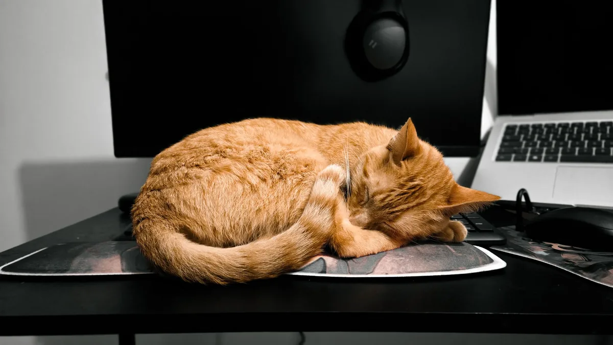 A tabby cat named Harold, who roamed student halls at the University of Sheffield, provided companionship to a homesick...