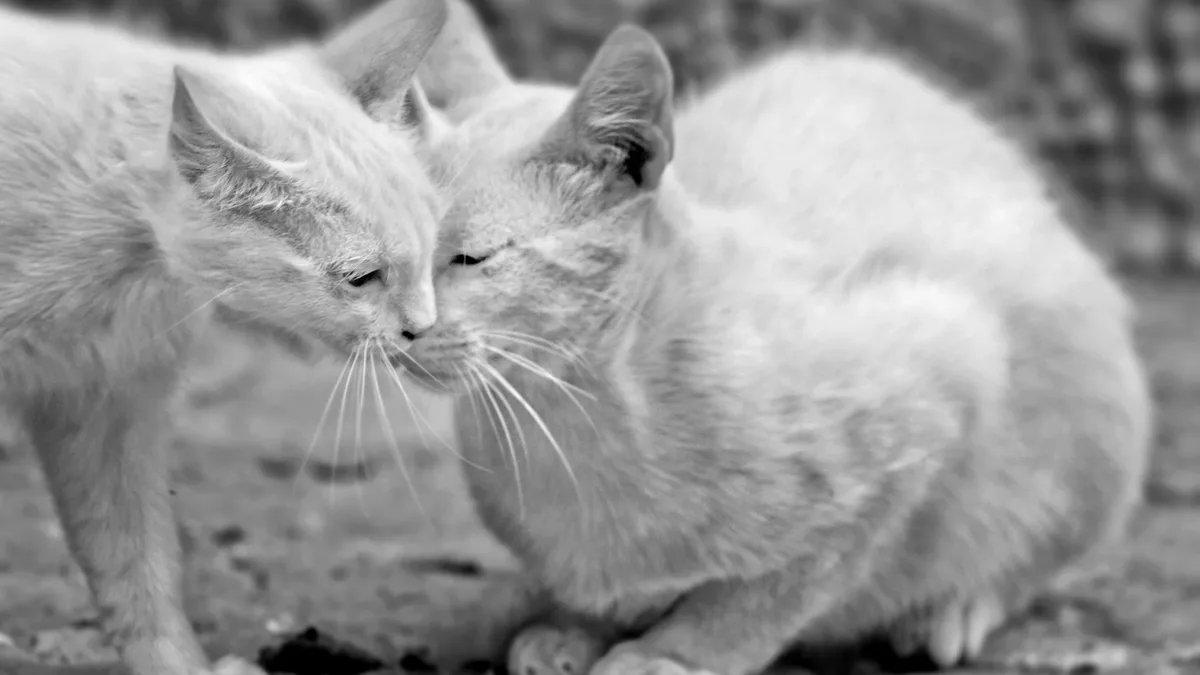 Feeding Care: Discover the hidden world of feline feeding and how it affects your cat's behavior and well-being