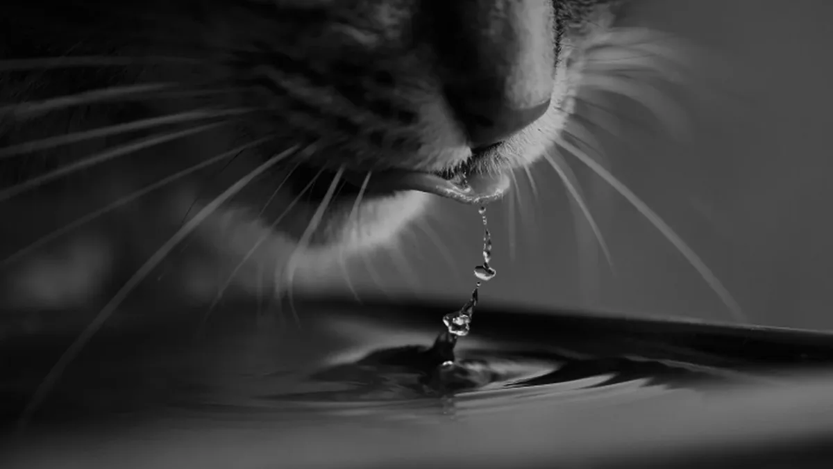 Vets say occasional cat drooling can be normal, but persistent drooling often signals a medical problem like dental...