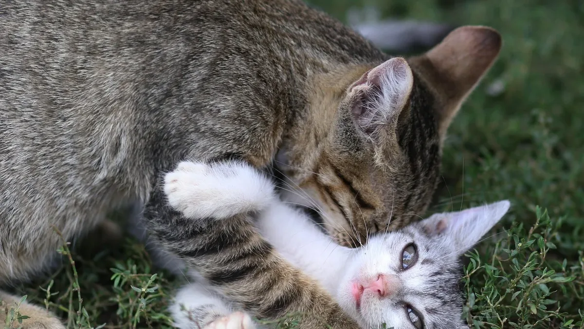 Catster explains that a cat's sudden, seemingly unprovoked bite is almost never random but a form of communication, with...