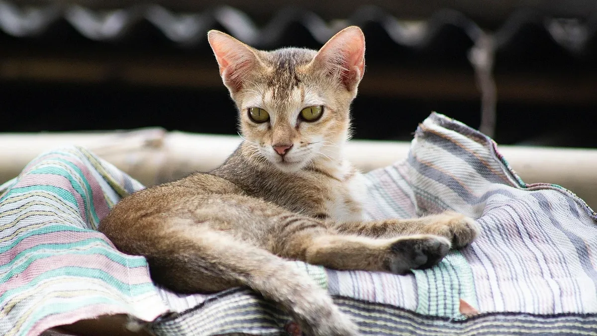 Adoption Life: Cats are known to seek out high spots in their homes, but have you ever wondered why they do it?