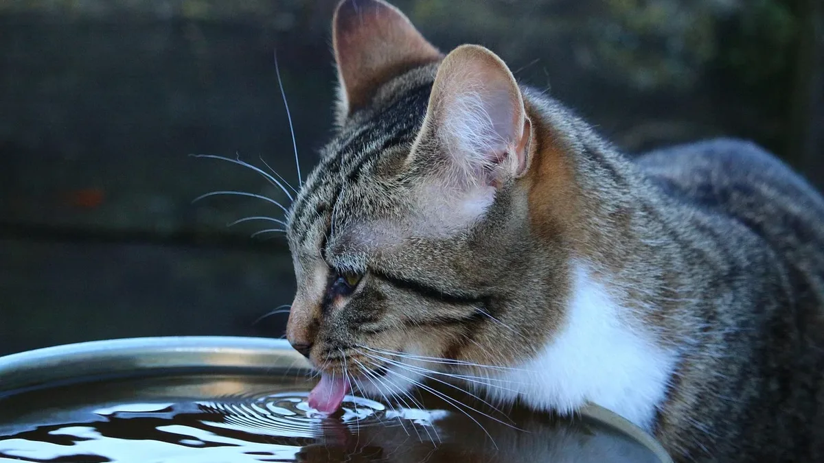 Catster explains the difference between vomiting and regurgitation in cats, lists common causes from fast drinking to...