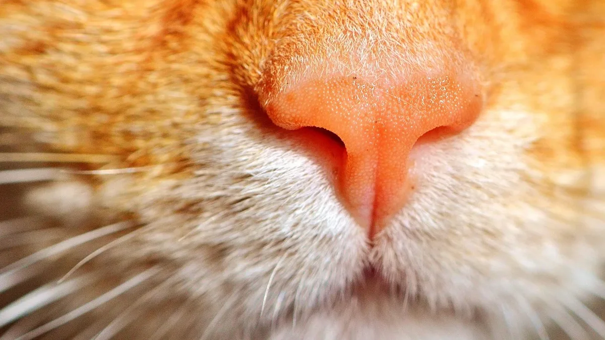 A Catster article explores how the high-pitched ‘pspsps’ sound captures feline curiosity through hearing, instinct, and...
