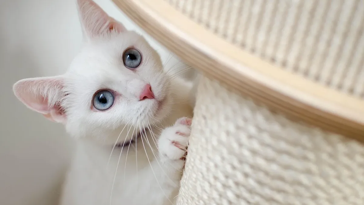 Angie Bailey, creator of Texts from Mittens, shares her inspiration and experiences with cat humor and her feline muses