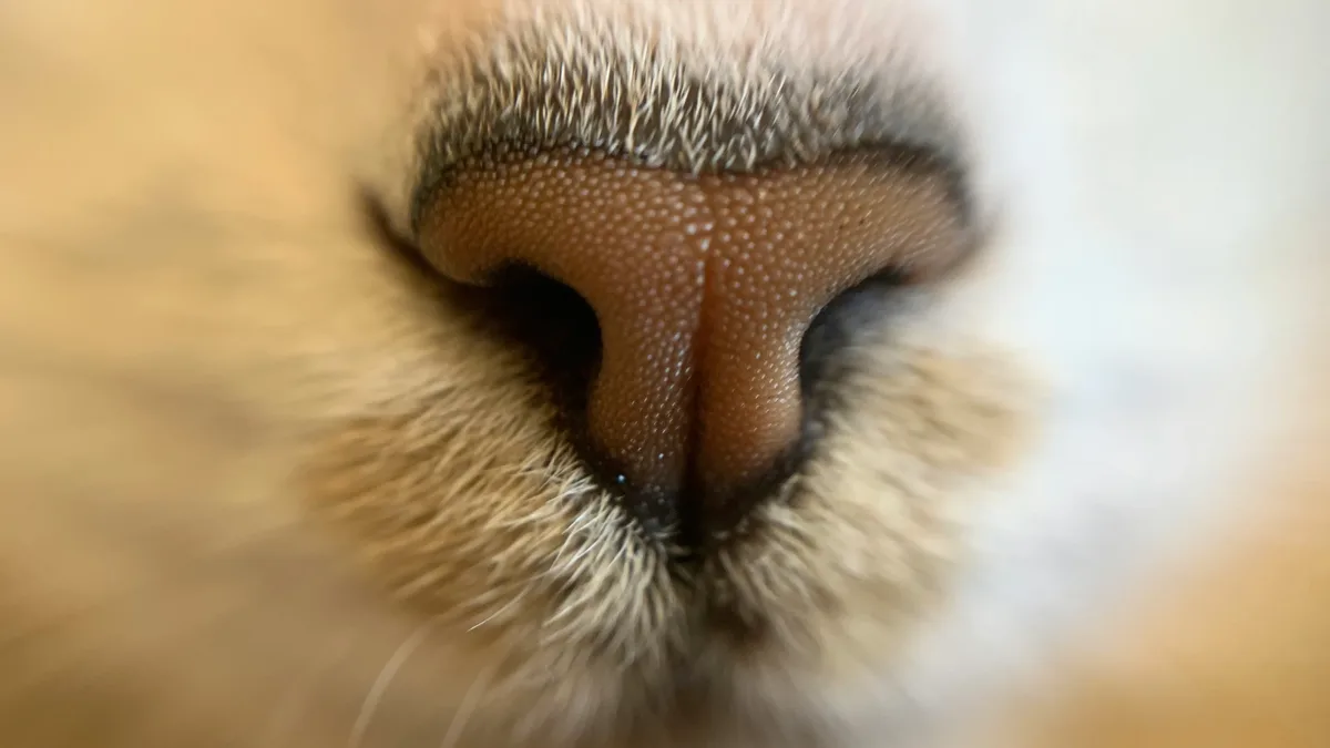 The World Health Organization has validated Chile for eliminating dog-transmitted rabies as a public health problem