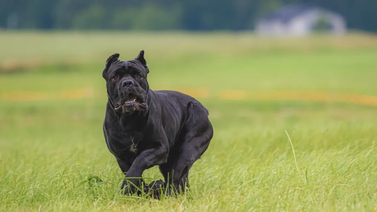 A vet explains how Disease-Modifying Osteoarthritis Drugs (DMOADs) protect joint cartilage, unlike common pain relievers