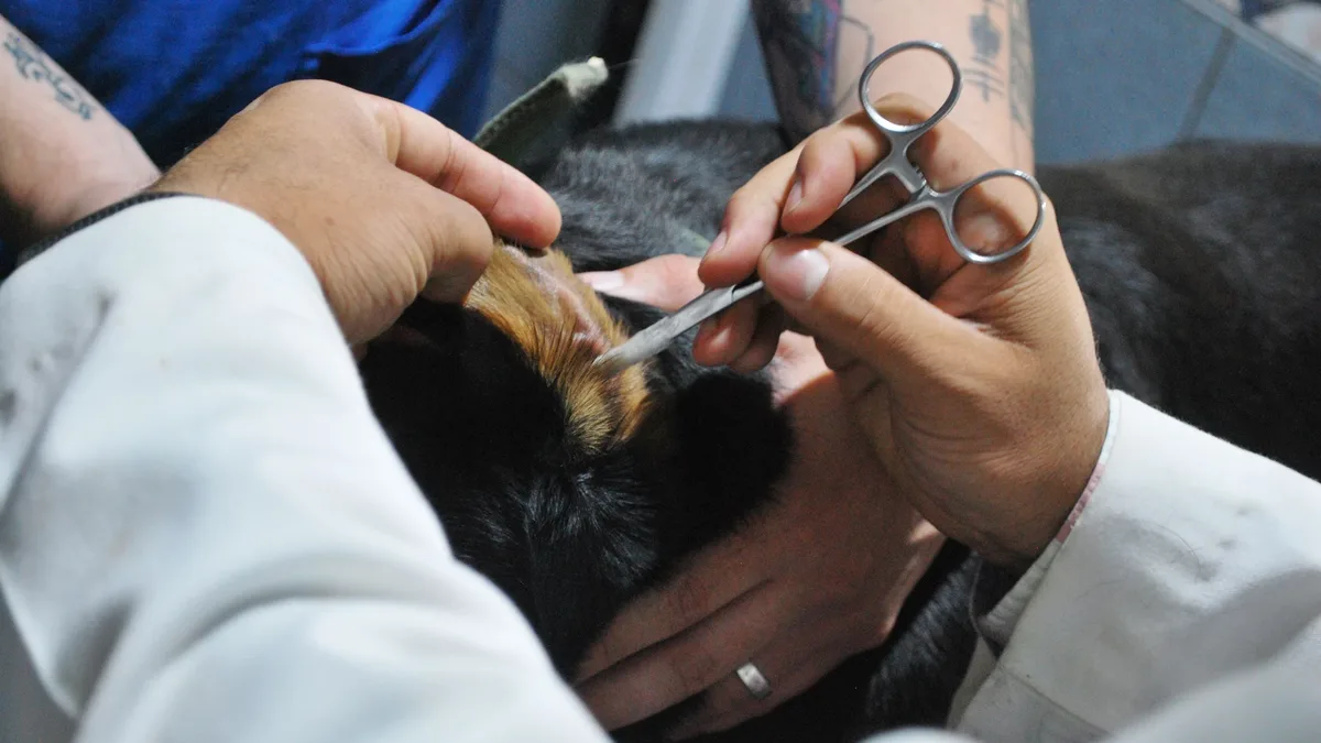 Veterinary services have outpaced general inflation, with labor shortages, turnover, regulation and higher standards...