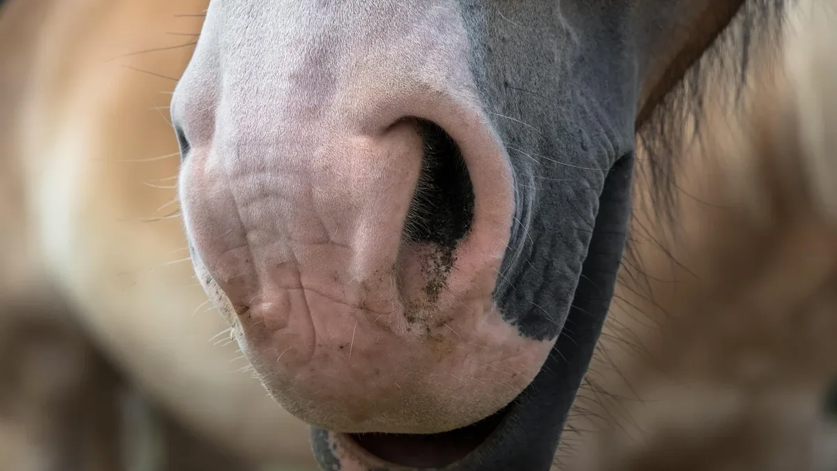 A case of New World screwworm has been confirmed in a horse in the United States, marking a significant animal health event