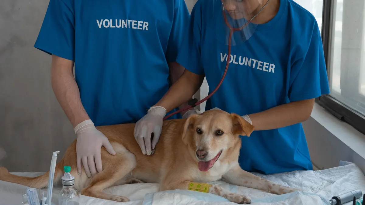New initiative bridges veterinary school-to-practice transition through mentorship and financial support, targeting...