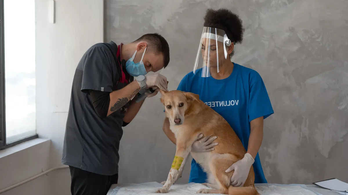 Veterinarian Carla Maia won the 2026 WSAVA Global One Health Award for her work on vector-borne diseases and integrating...