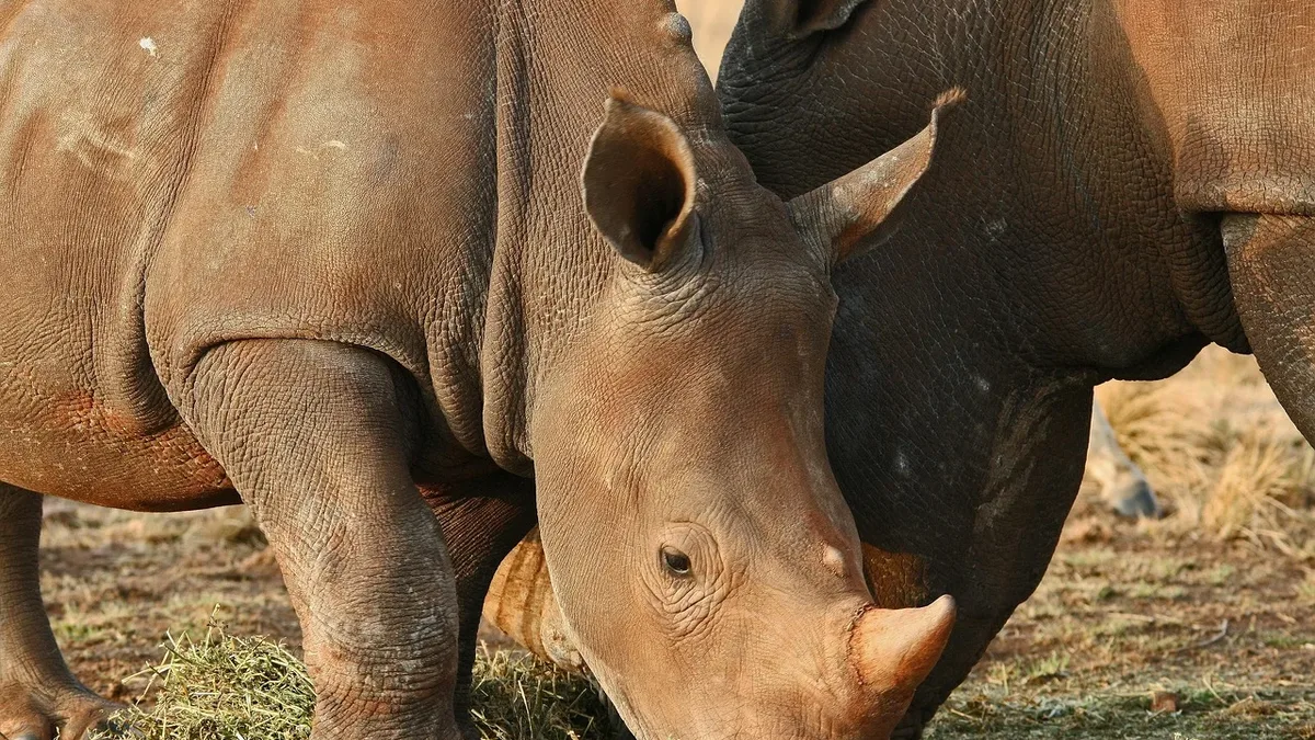 Prevencion: Natural Bridge Wildlife Ranch has welcomed a female southern white rhino calf named Twuda