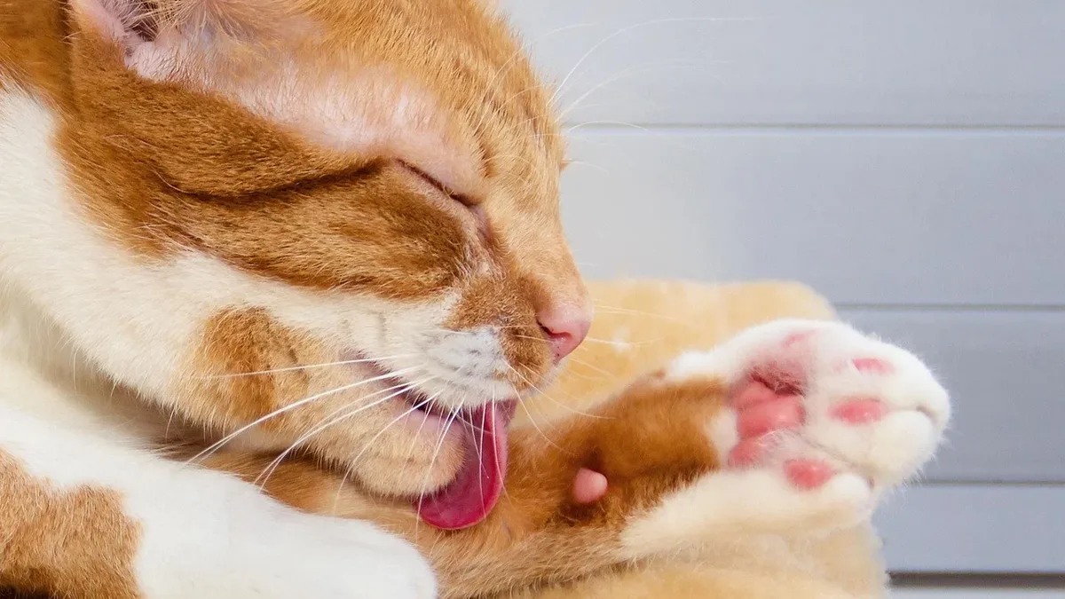 Prevencion: Two separate pet health stories explore feline behavior and canine Lyme disease treatment