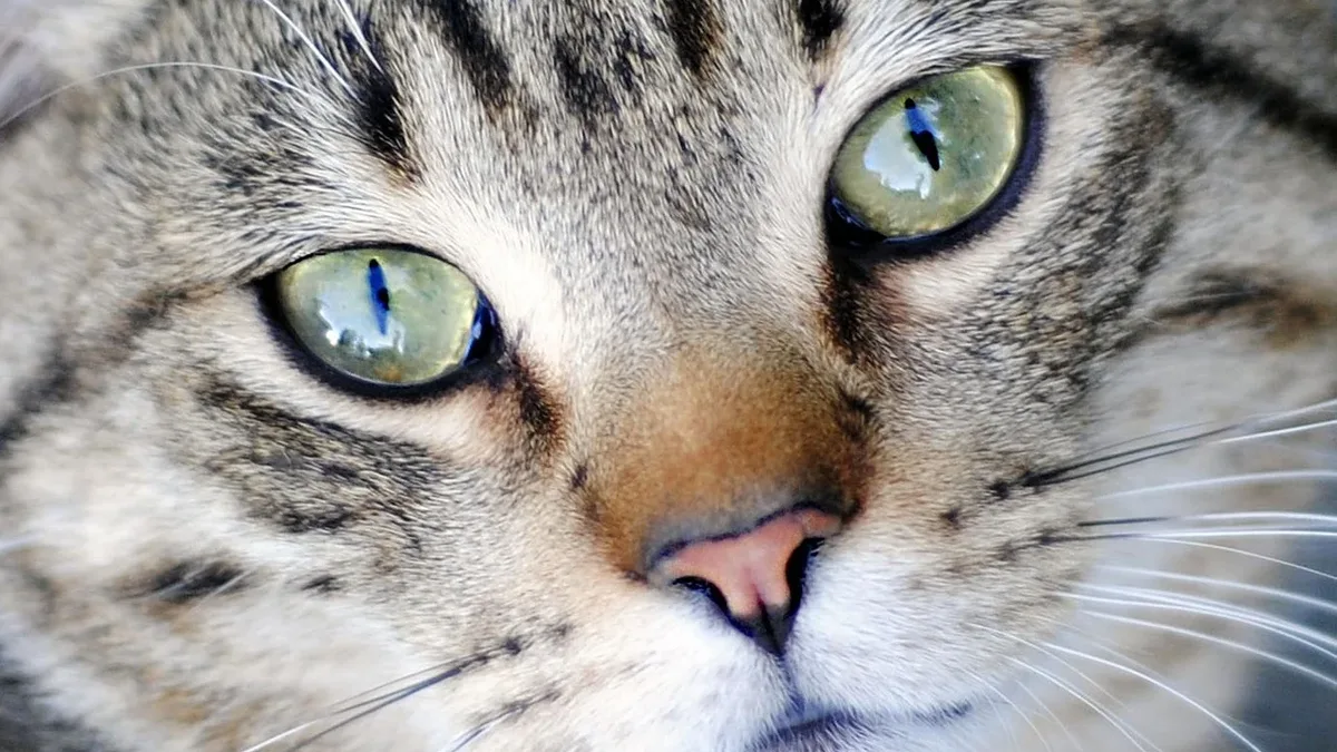 The World Organisation for Animal Health (WOAH) is surveying its member countries to gather feedback on its official...