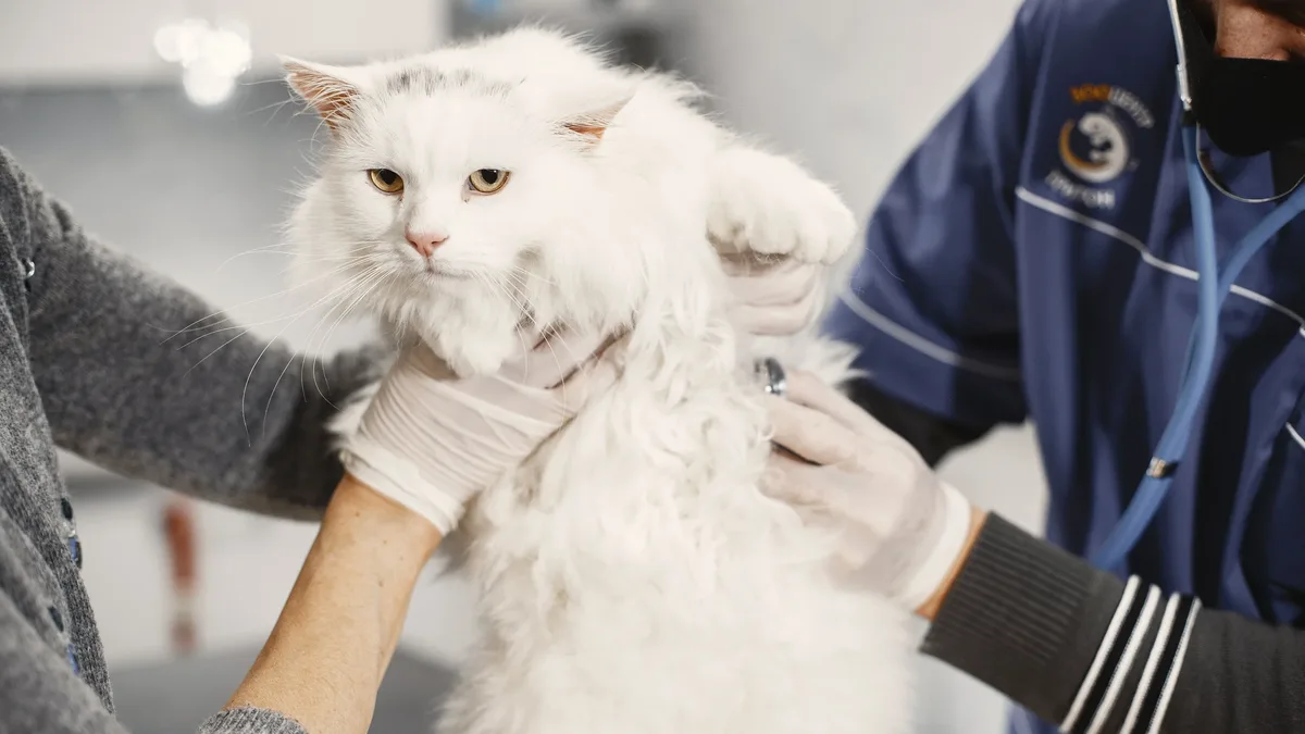 The World Small Animal Veterinary Association has restarted work on a consensus paper to expand its dog and cat...