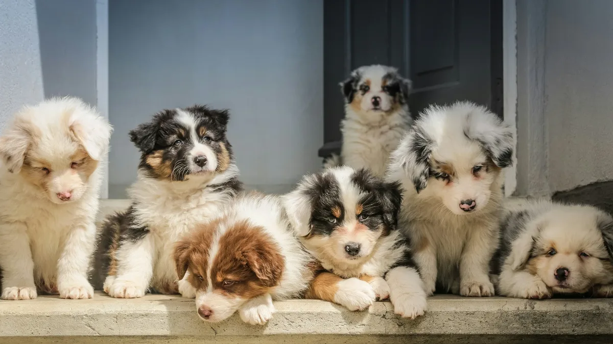 All seven puppies from an abandoned litter found at a recycling center were adopted within two days from the Sacramento...