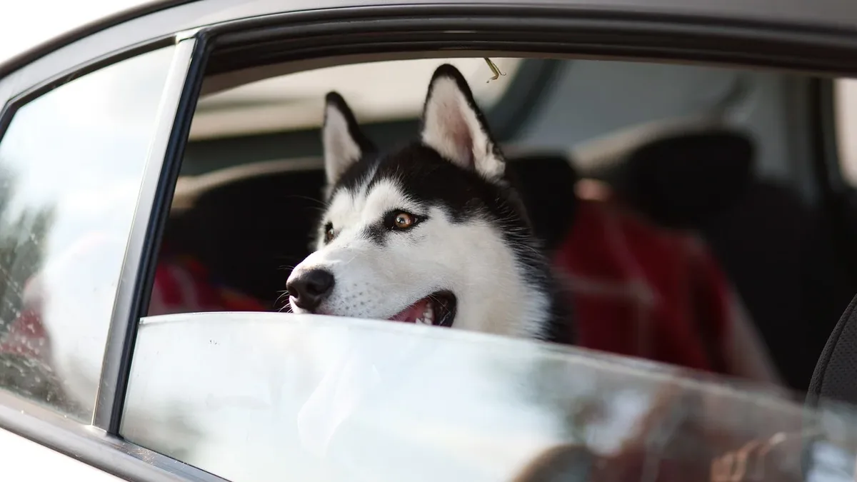 The American Kennel Club adopted a new Unattended Dogs in Vehicles Policy at its July 2026 meeting, allowing fines of up...
