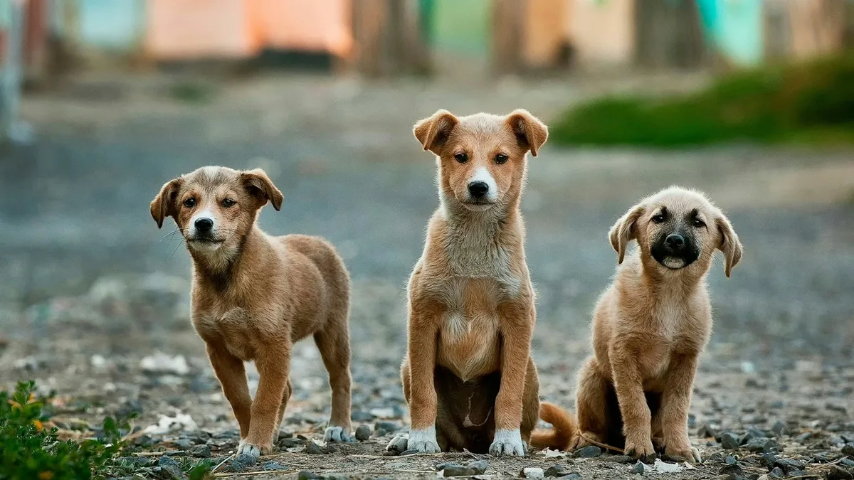 Breeds: Aloe vera is a popular herb used for its soothing and healing properties, and it can also benefit dogs