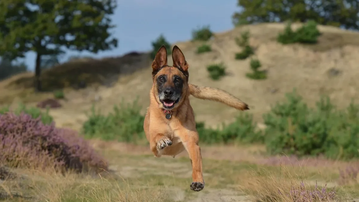 A 2025 genetics study reveals dogs moved into South America alongside the spread of agriculture thousands of years ago...