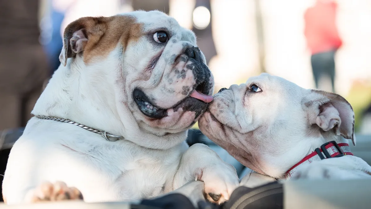 A new study reveals that dogs exhibited significant skull variation as early as 11,000 years ago, challenging the idea that...