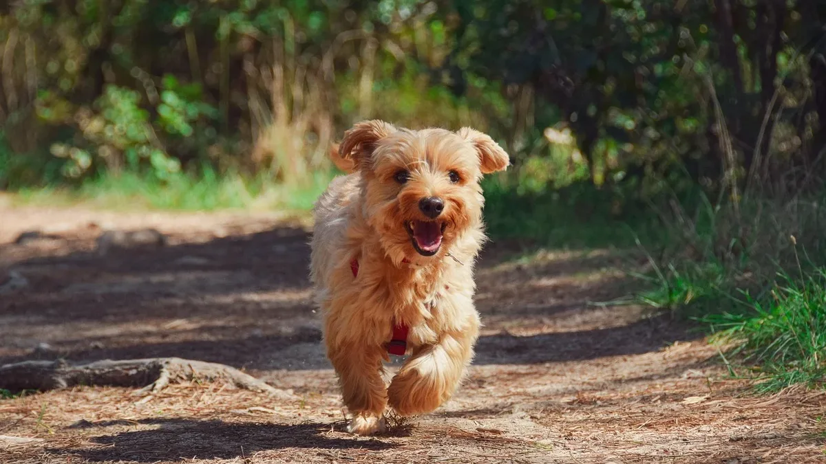 Training: A heartwarming video captures a baby offering her bottle to the family dog for an occasional lick