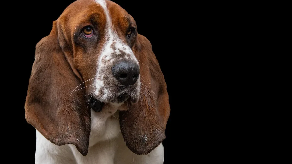 Exercise Enrichment: Basset hound, dog, hunting dog, nature, pet, short-haired coat.