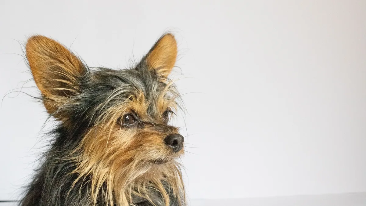 Smaller dog breeds have larger relative brain sizes, which correlates with higher trainability scores, according to a...