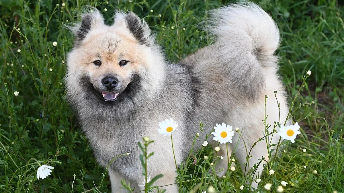 A new treatment for insect sting allergies in dogs is being offered by the University of Glasgow's Small Animal Hospital...