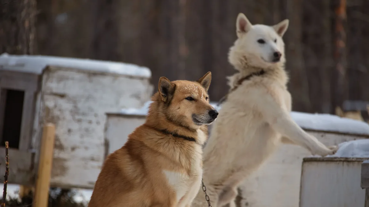 Training: Creating a strong bond with your dog requires time, attention, and understanding of their preferences and needs