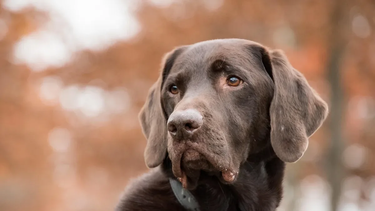 Daily Life: Dogs express emotions, including sadness, through body language and vocalizations