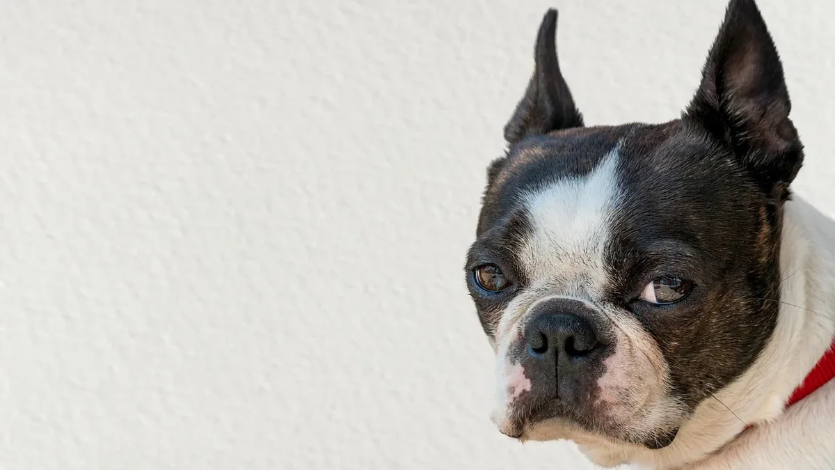 While size differences can pose risks, small and large dogs can safely play together with proper supervision and precautions