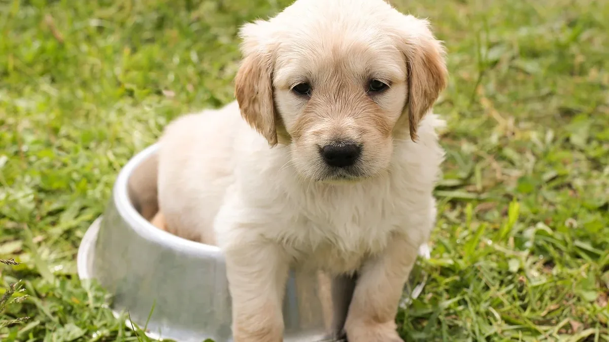 News: A commonly used sedative for dogs may pose risks to their health