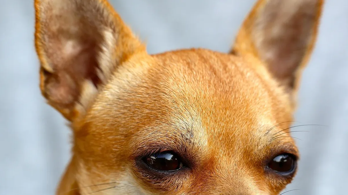 A genetic study finds shared DNA segments between Chihuahuas and coyotes, pointing to ancient interbreeding in the...