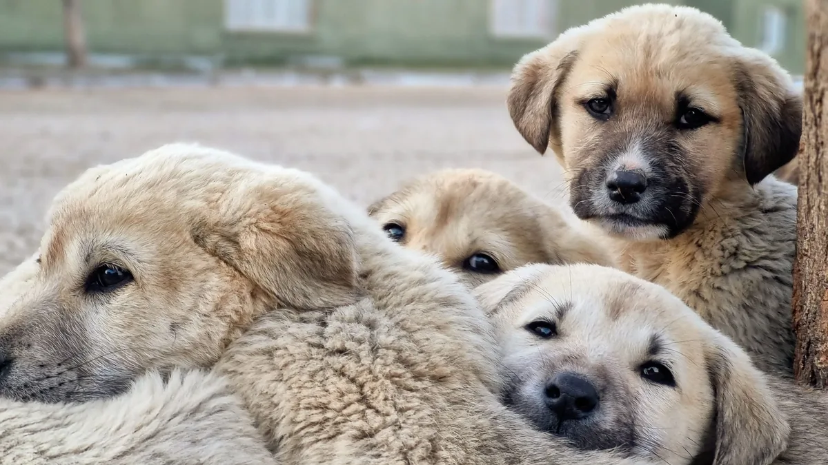 Roscoe's Law, banning breed, size, and weight restrictions for dogs in rental housing, is now fully effective in...