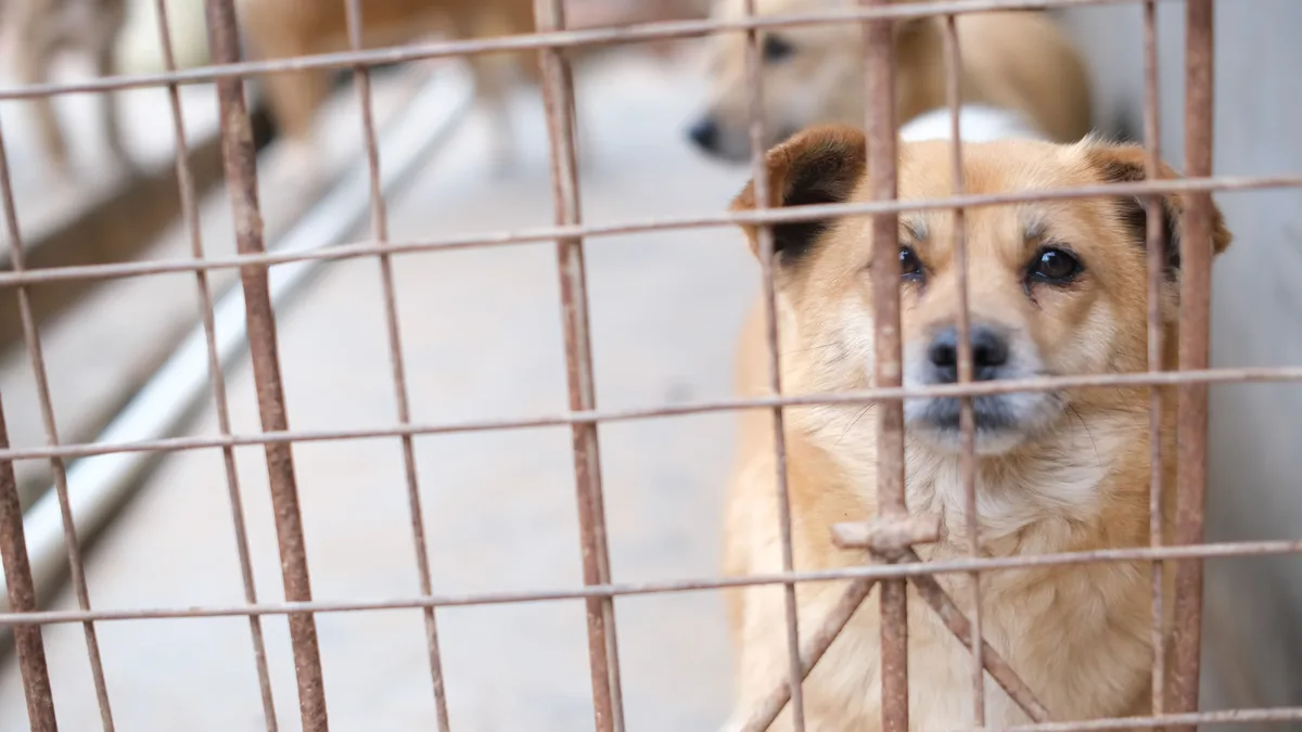 Veterinarian Dr. Paola Cuevas advises on managing a deaf boxer's overnight kennel barking, suggesting it may be...